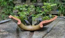 我发现了一种美丽