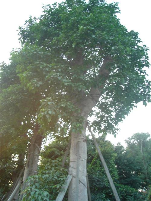 重阳木校园