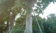 校园里的重阳木