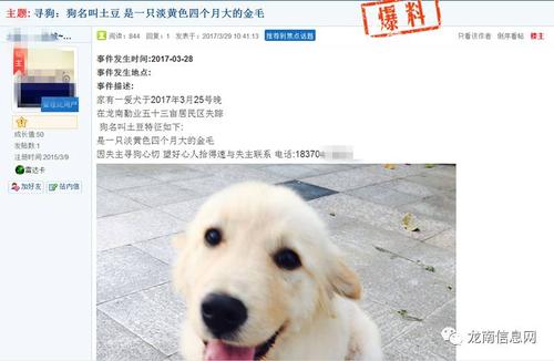 乐乐我喜欢的小狗