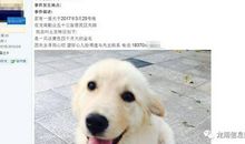 我喜欢的小狗乐乐