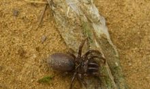 蜘蛛的观察日记