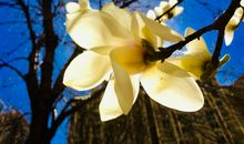 假如我是一朵鲜花