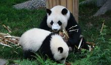 三年级下册作文国宝大熊猫