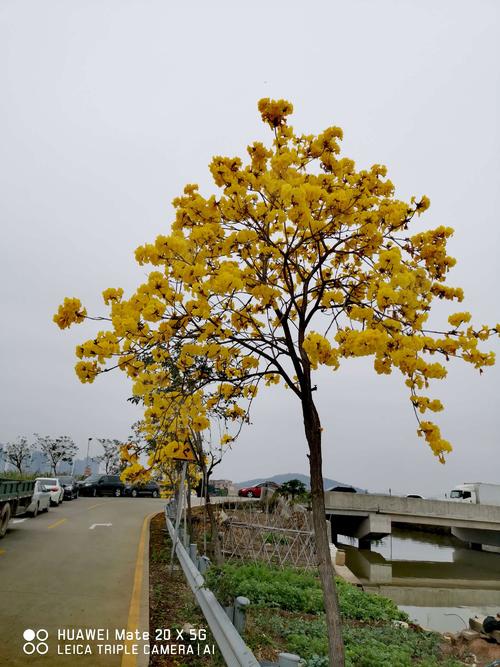 看花的烦恼