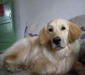 我的金毛寻回犬