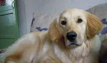 我家的金毛犬