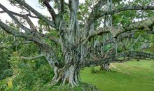 我想过小树的生活