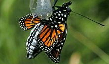 破茧不一定成蝶