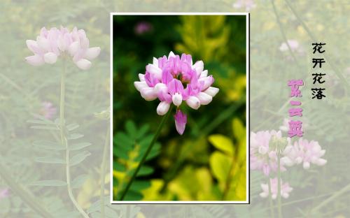 那年开了花