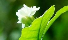 栀子花开缓缓归