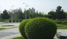 小区里的冬青树