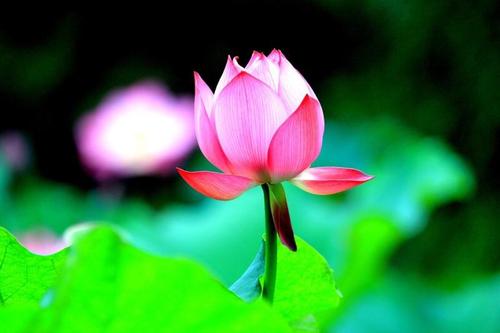 莲花，我喜欢你