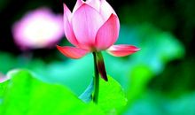 荷花，我为你点赞