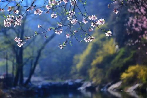 水亮花好