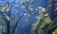 水光潋滟花方好