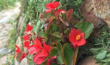 续写《寂寞红》_2000字