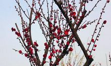 梅花树