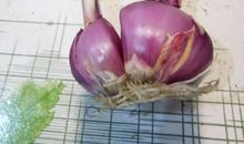 种洋葱观察日记