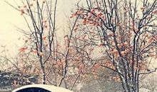 童年里的诗意芳华