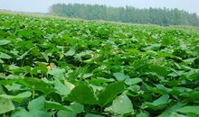 请到我的家乡东北来