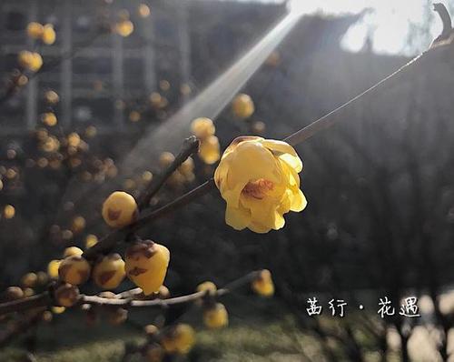 校园早春