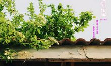 一年四季的声音