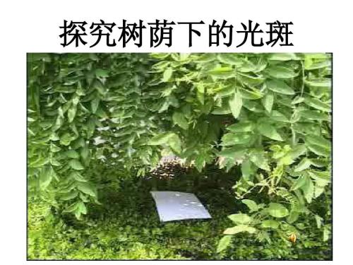 在阴凉处阅读