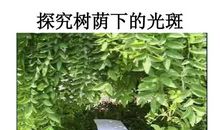 树荫下读书