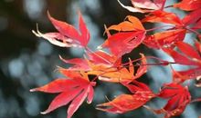 我喜欢秋天的叶子