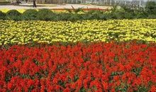 美丽的大植物园