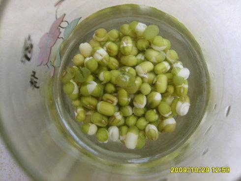 绿豆发芽与生长