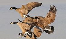 大雁和鸭子_450字