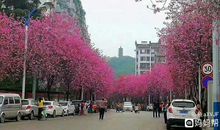 落花缤纷的路上