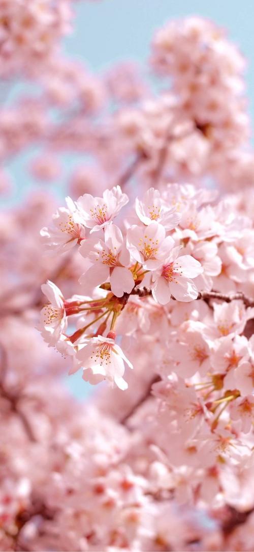 春天的樱花