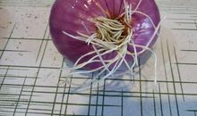 洋葱生长观察日记