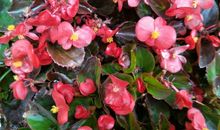 观察门前的一处景物