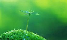 莫让生命的绿色蒙尘