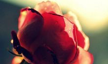 用一朵花开的时间来听