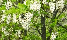 槐香中弥漫的青春