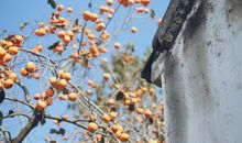 柿子树前的欢声笑语