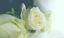 玫瑰终有花开时