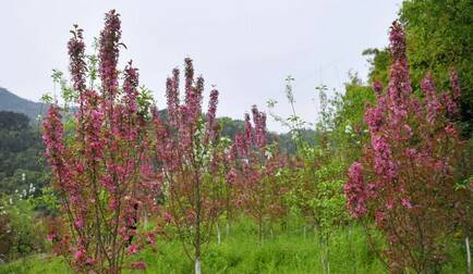 秋海棠美丽，令人难忘