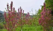 海棠似锦，难忘师恩