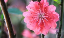 桃红又见一年春