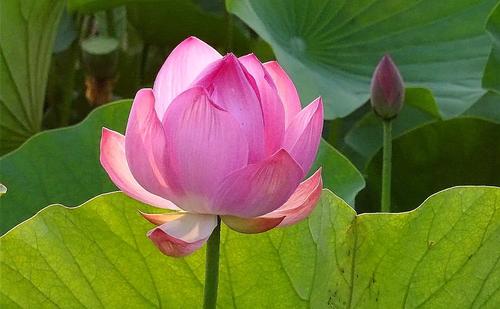 我心中的芬芳
