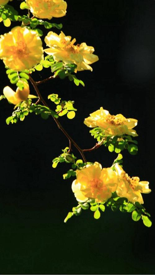信心之花