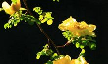 心中那朵自信之花