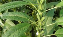 我认识了一种农作物——芝麻