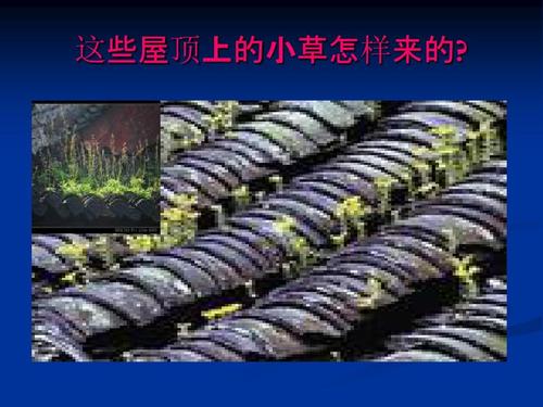 屋顶草